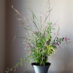 Japanese fall wild flowers